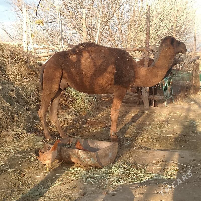 Torumul düýe - Ak bugdaý etraby - img 1