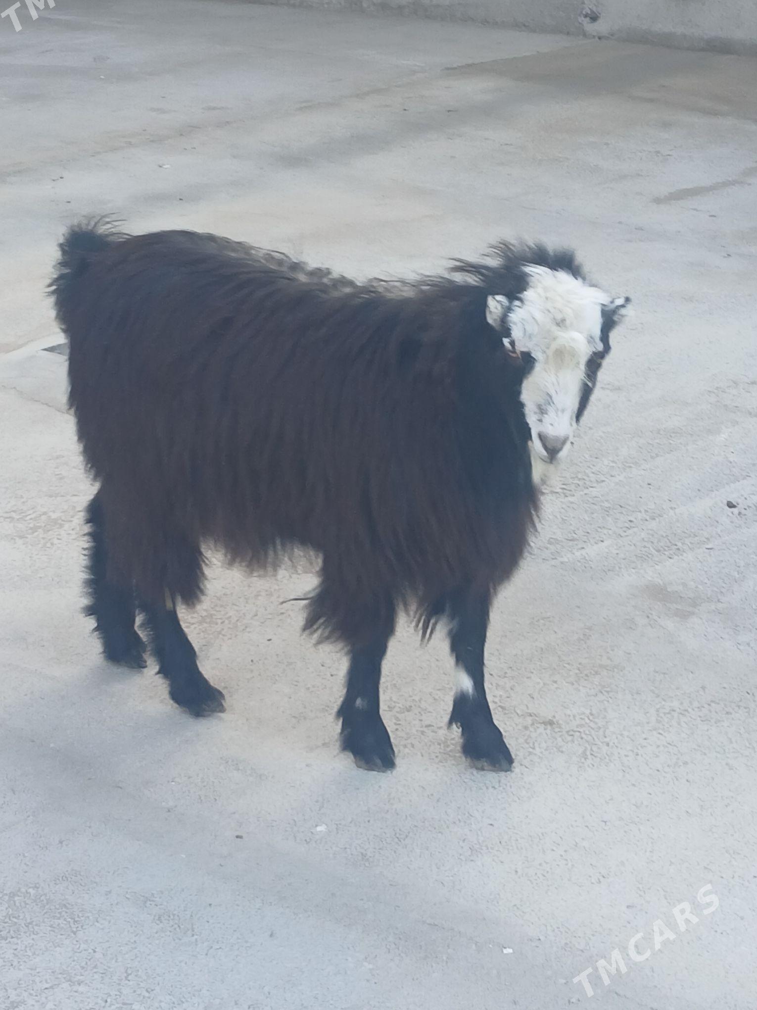 geciler - Çärjew - img 1