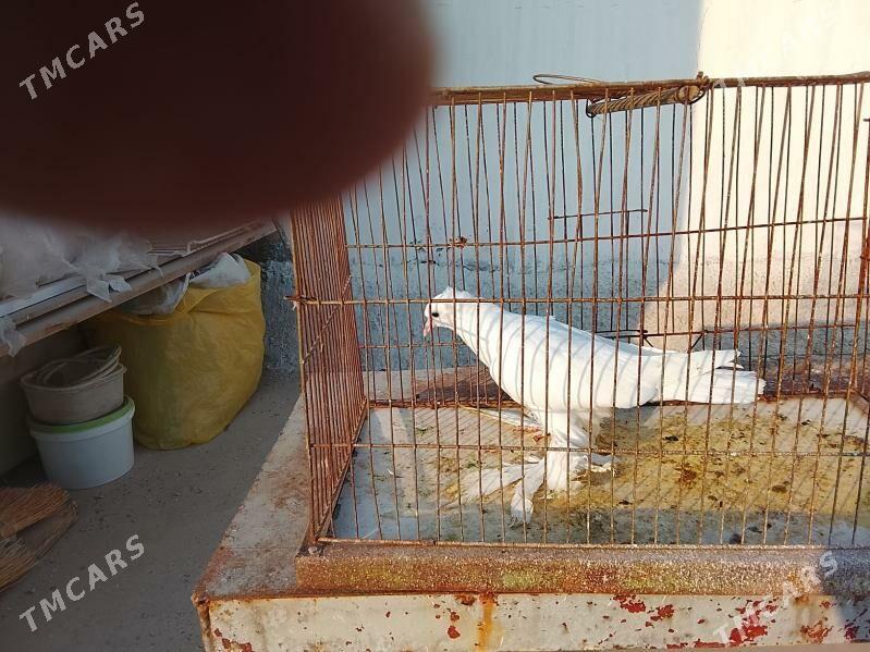 kepderi - Aşgabat - img 1