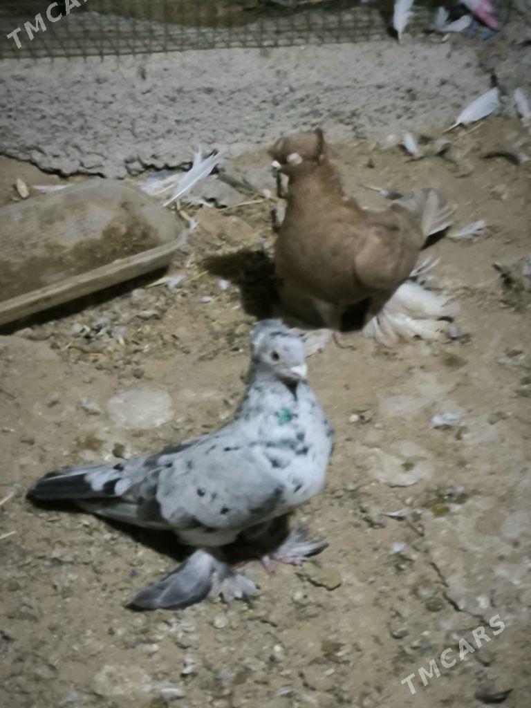 kepderi - Türkmenbaşy - img 1