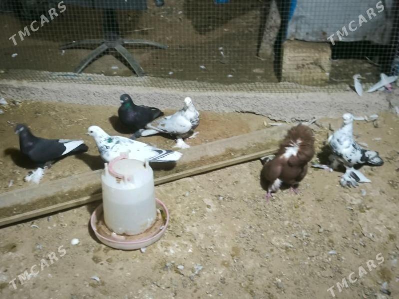 kepderi - Türkmenbaşy - img 1