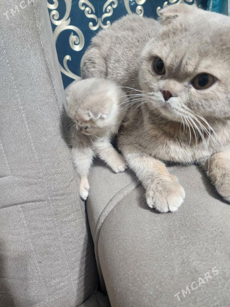 Шотландские котята - Ашхабад - img 1