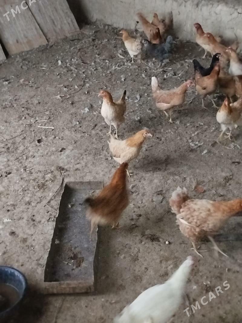 towuk - Бахарден - img 1