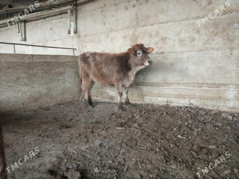 tüwe - Gökdepe - img 1