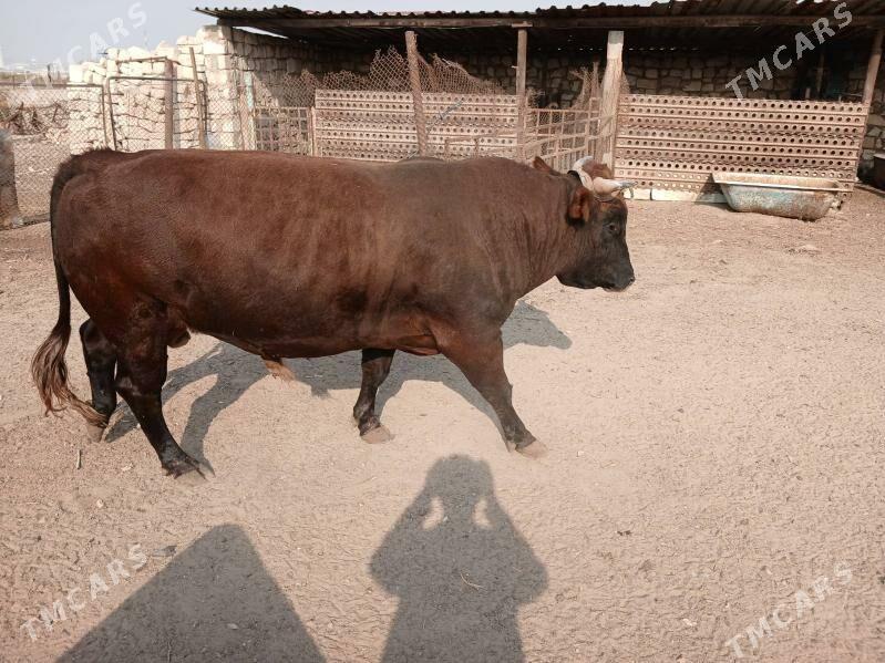 okuz - Türkmenbaşy - img 1