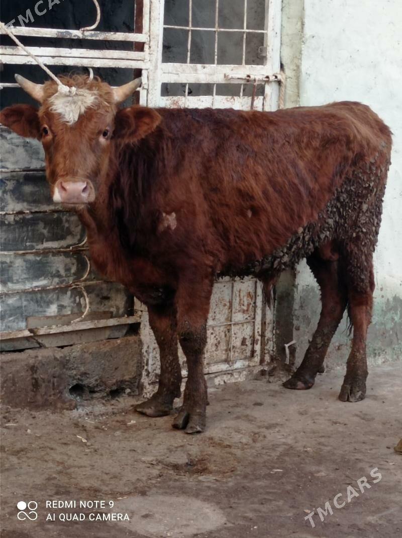 Simental gibrit okuz - Ашхабад - img 1