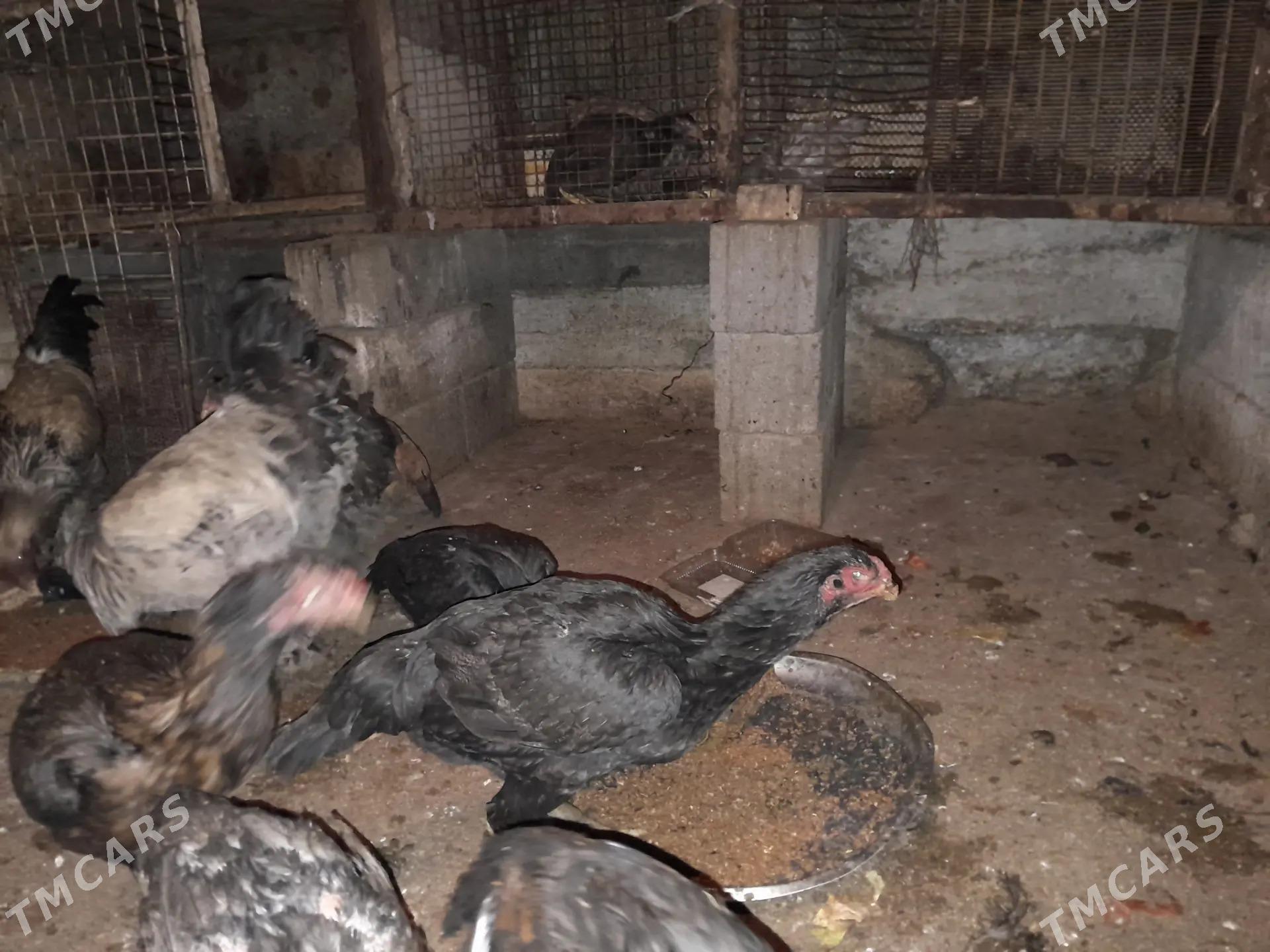 Azil Özbek Taşkent Mäki - Aşgabat - img 1