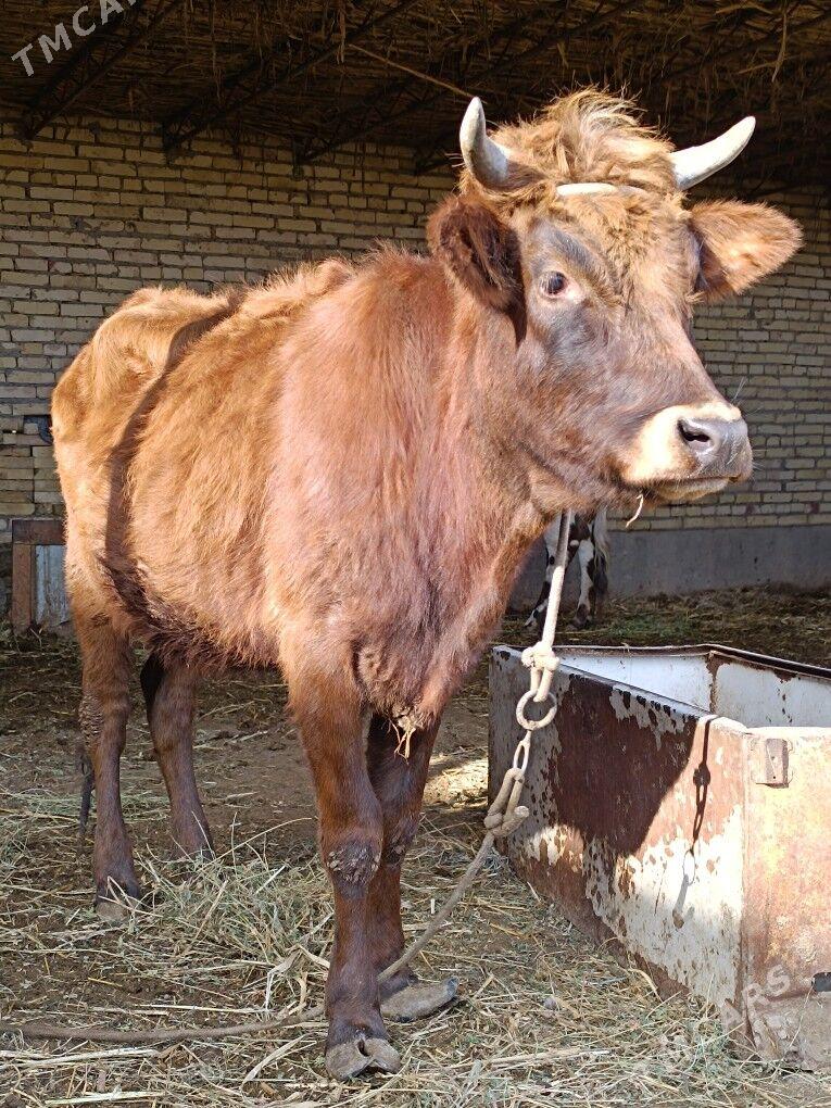 parodny unajyn - Çärjew - img 1