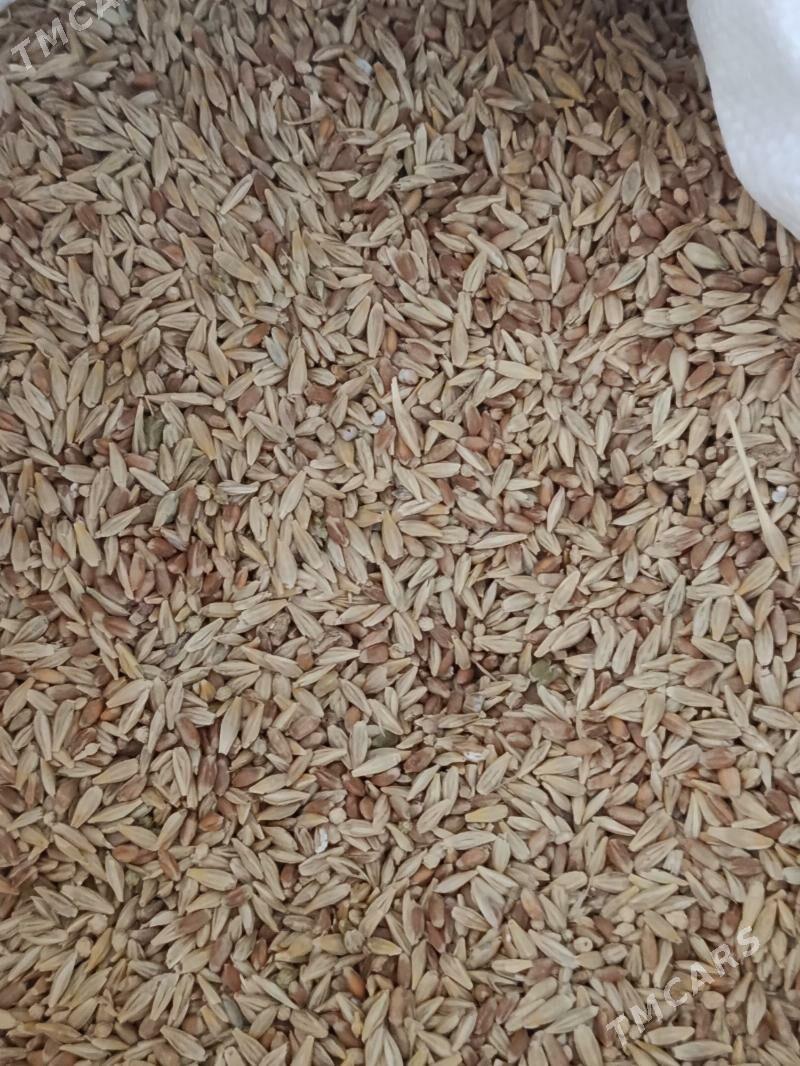 Arpa - Гёкдепе - img 1