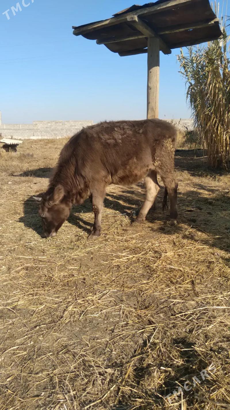 Sygyr - Гёкдепе - img 1