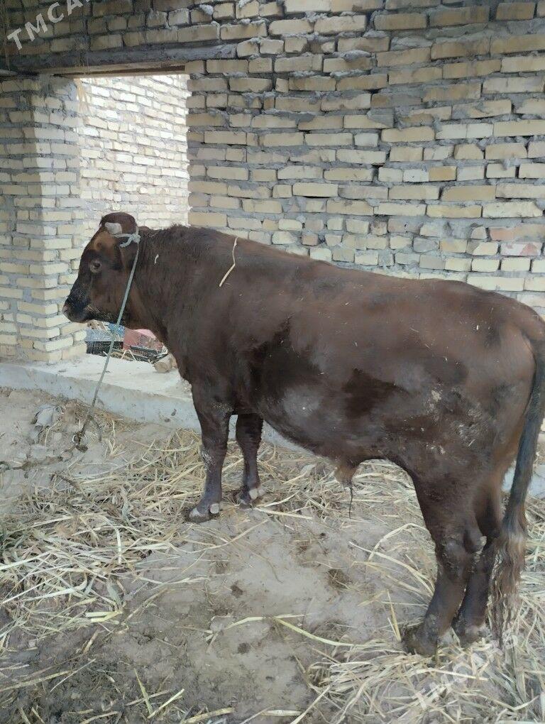 Öküz - Farap - img 1