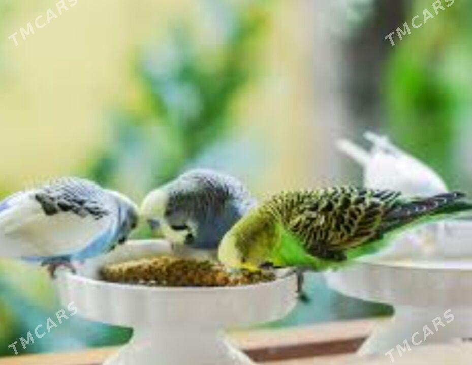 Gus imleri kunjuleri - Aşgabat - img 1