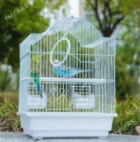 Kamplekt popugay guslar - Aşgabat - img 1