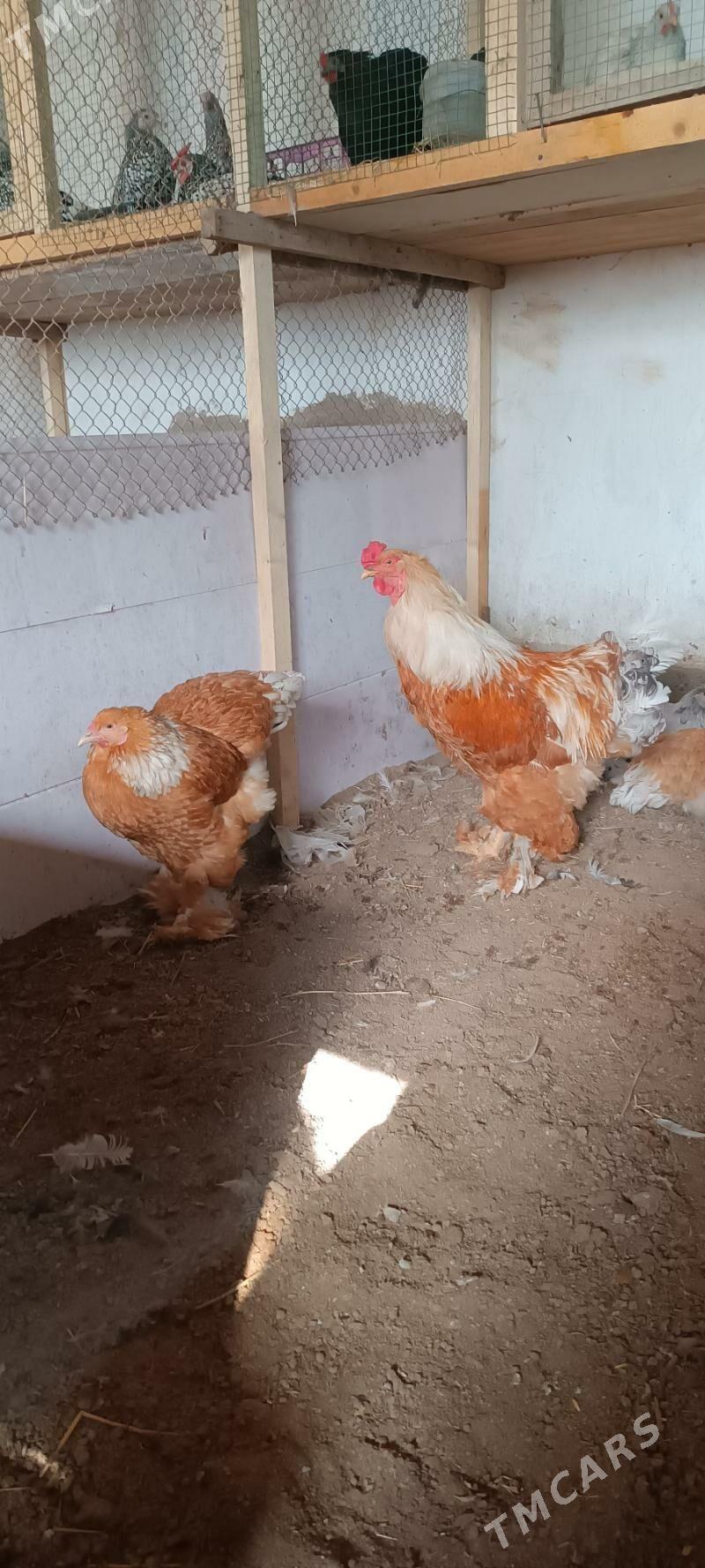 brama - Türkmenabat - img 1