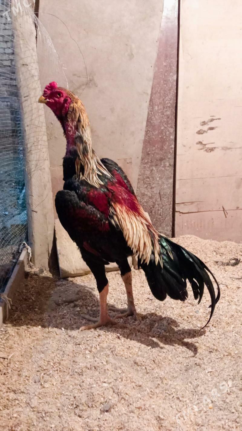 azil karey - Kerki - img 1