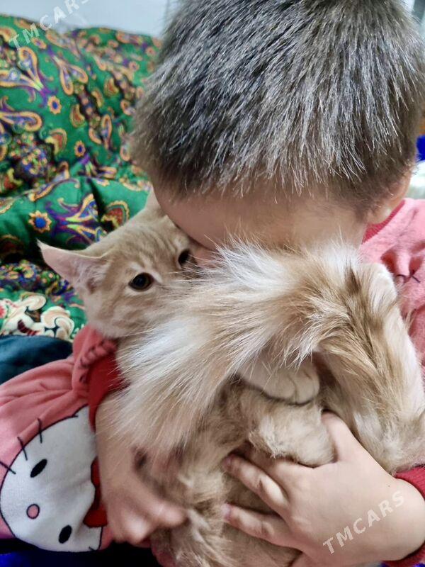 pişik - Мир 2 - img 1