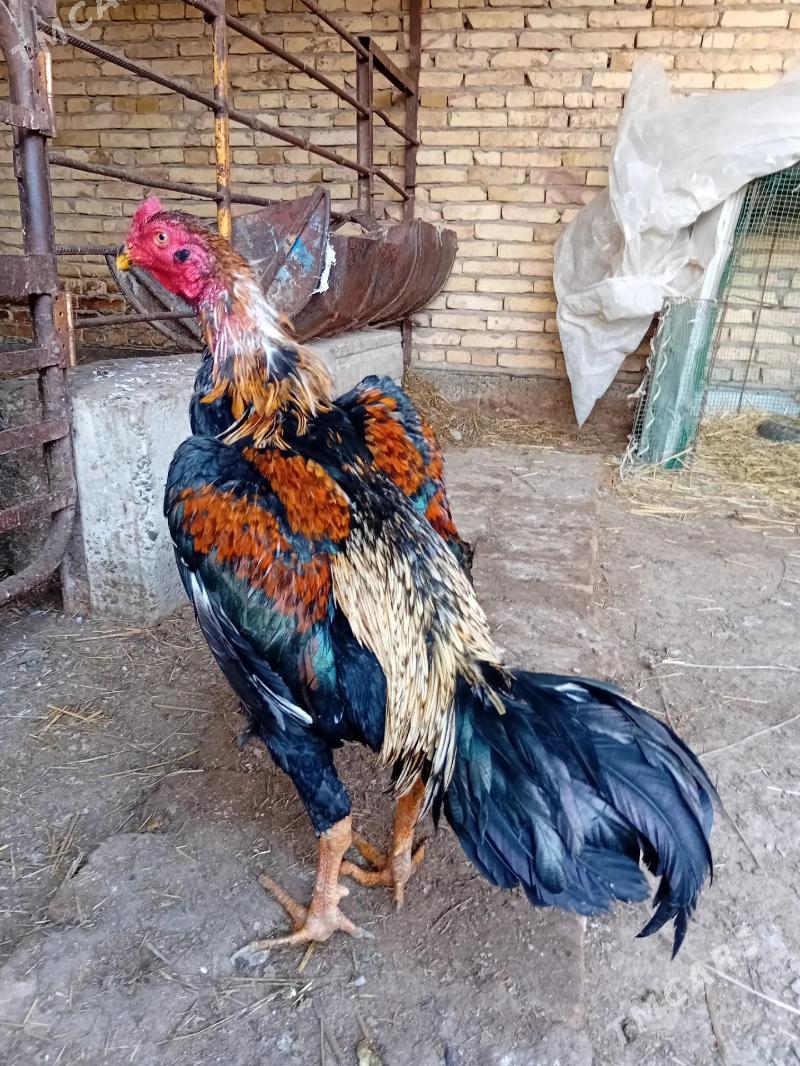 KAREY JÜJE - Туркменабат - img 1