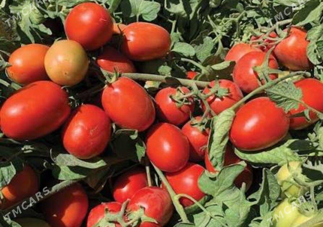Apache F1 pomidor tohum - Ашхабад - img 1