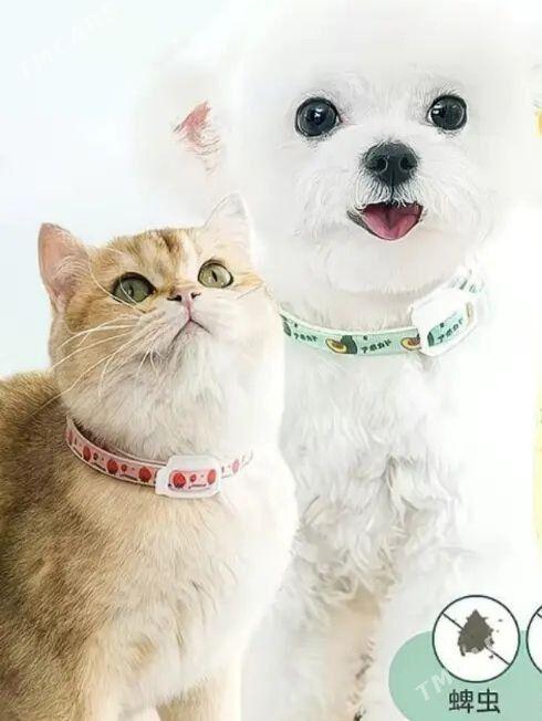 бит пищик ко́пек поводок - Мары - img 1