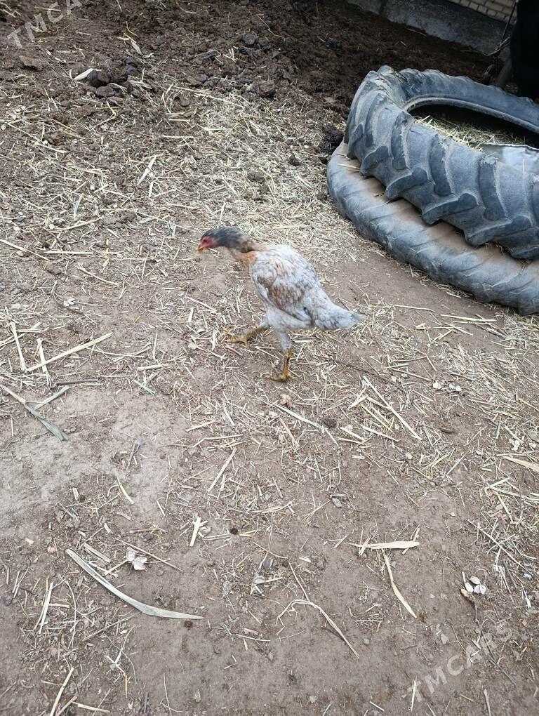 bayes juje - Сакар - img 1