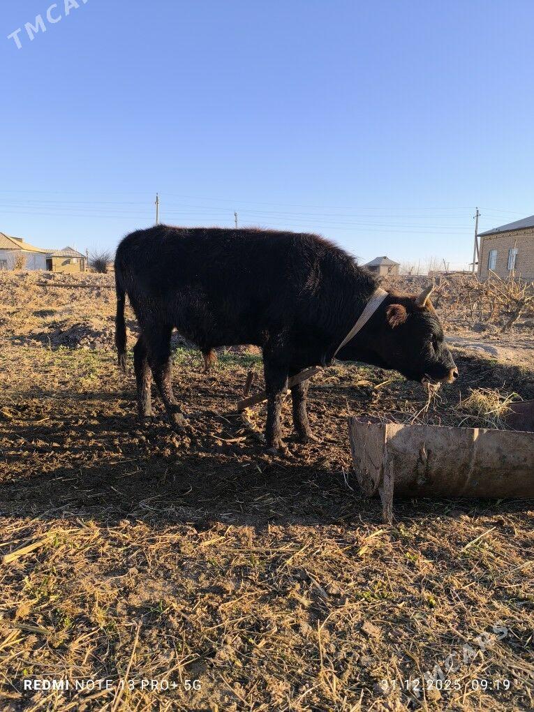 ökuz - Мары - img 1