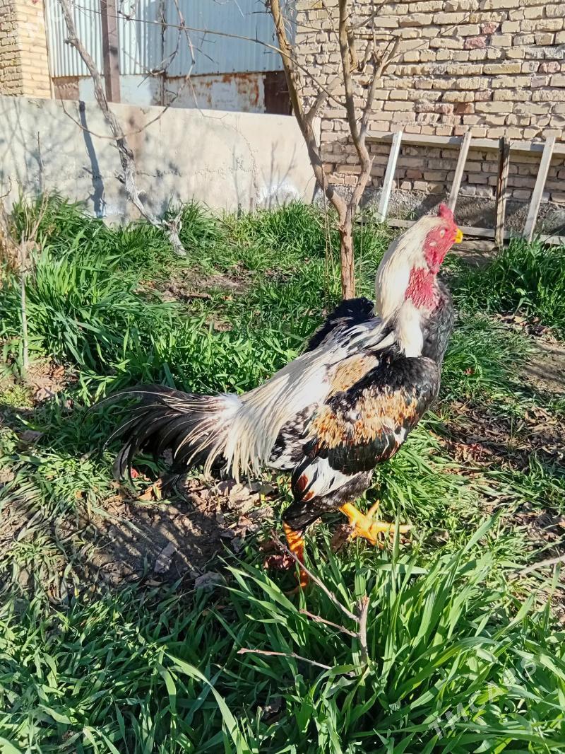 KAZAK JÜJE - Türkmenabat - img 1