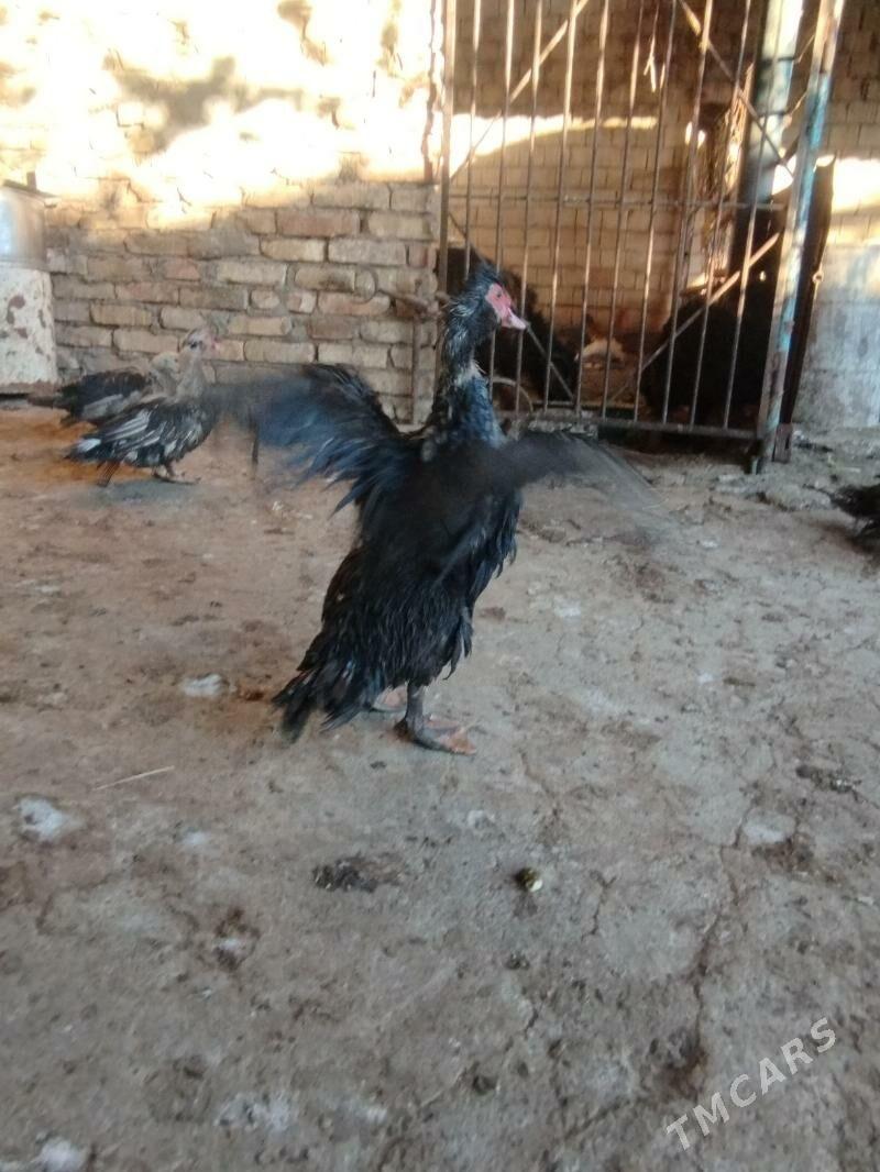 indautga - Гарадамак Шор - img 1