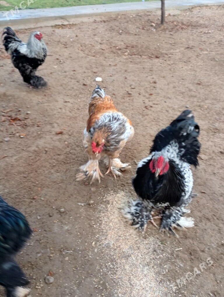 Brama horaz - Тязе заман - img 1