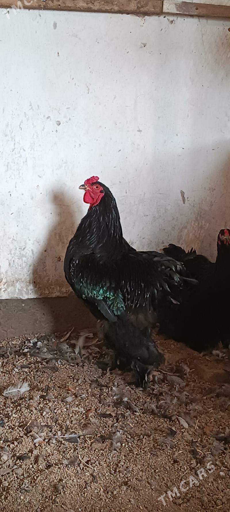 brama - Туркменабат - img 1