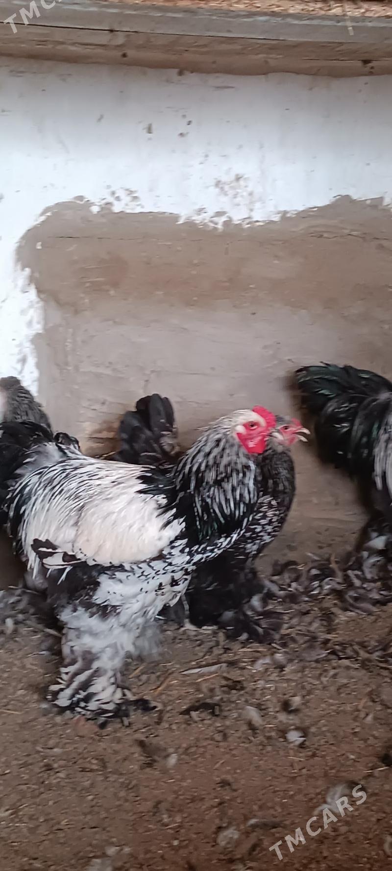 brama - Туркменабат - img 1