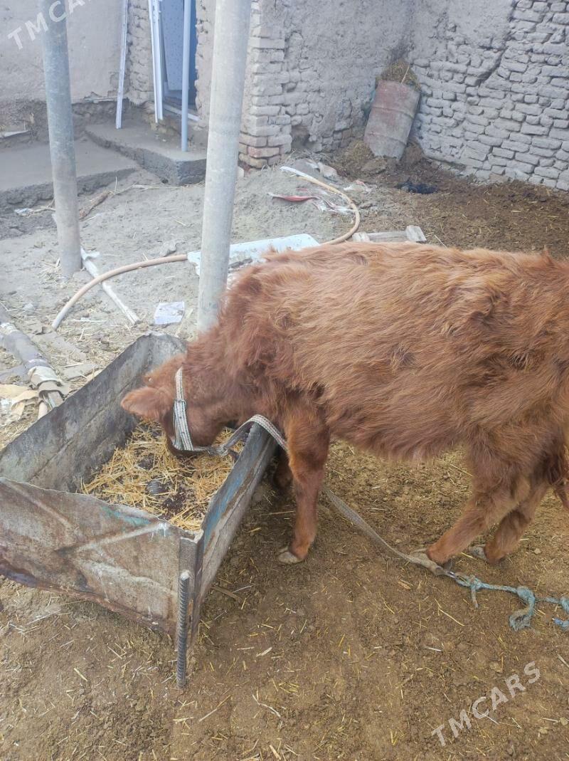 gacar - Дашогуз - img 1