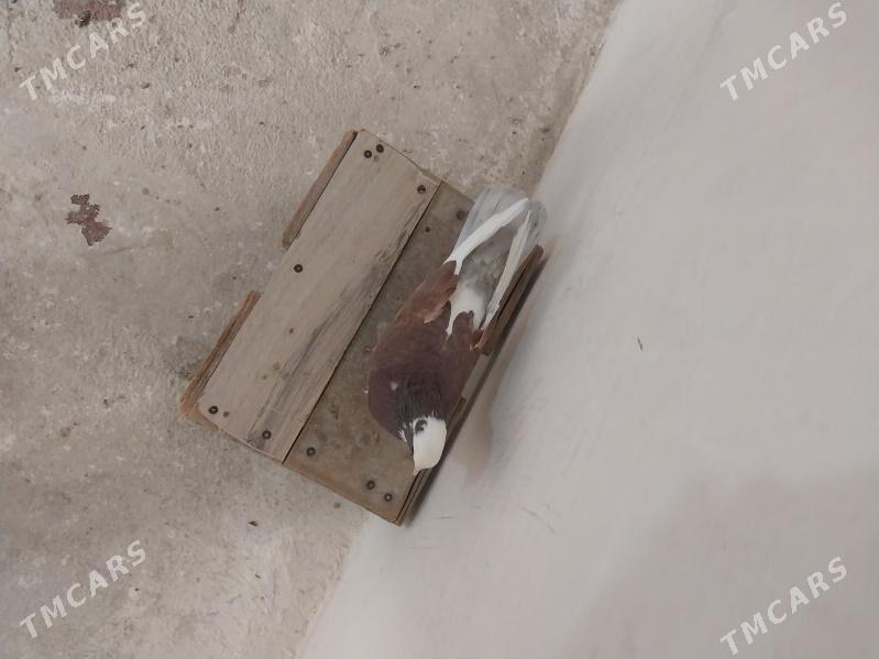 kepderi - Гызыларбат - img 1