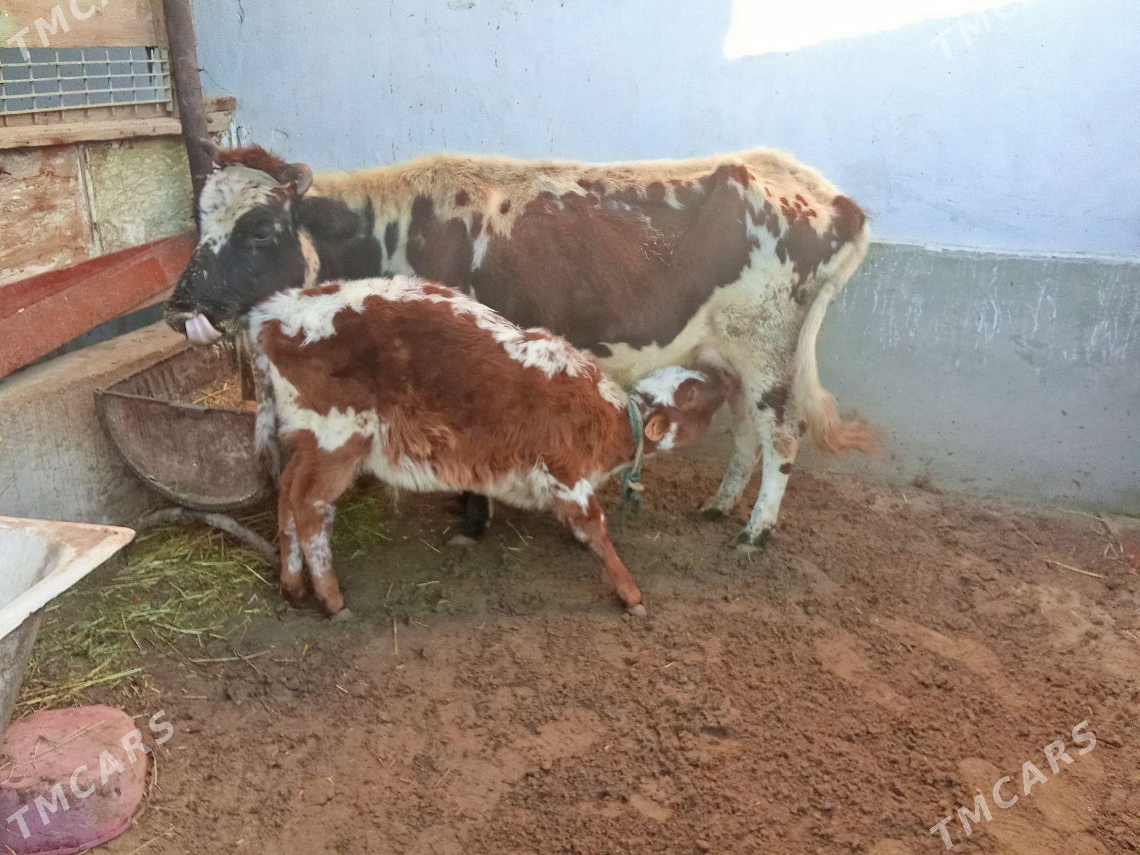 Göleli Sygyr - Гумдаг - img 1