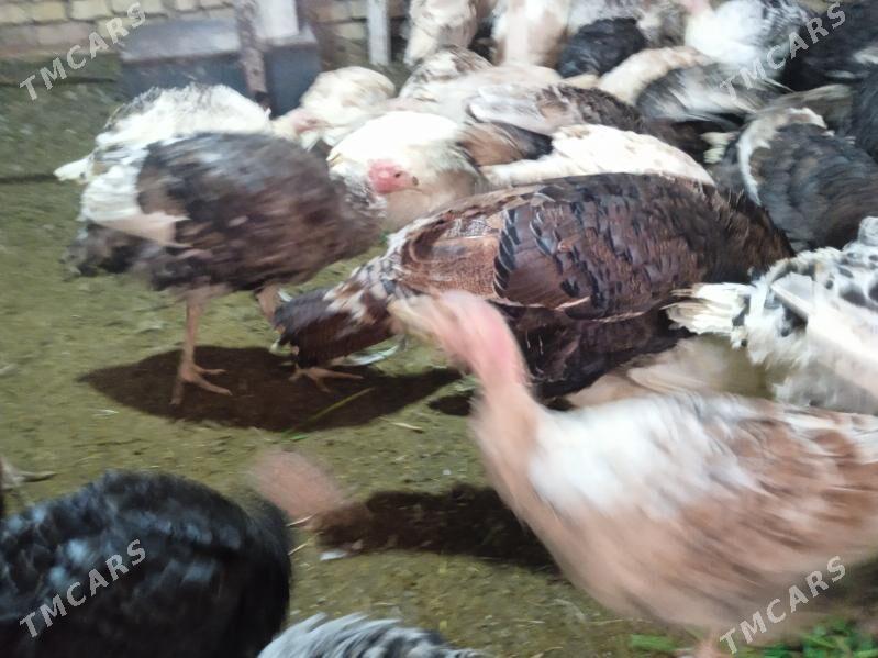 induk - Туркменгала - img 1