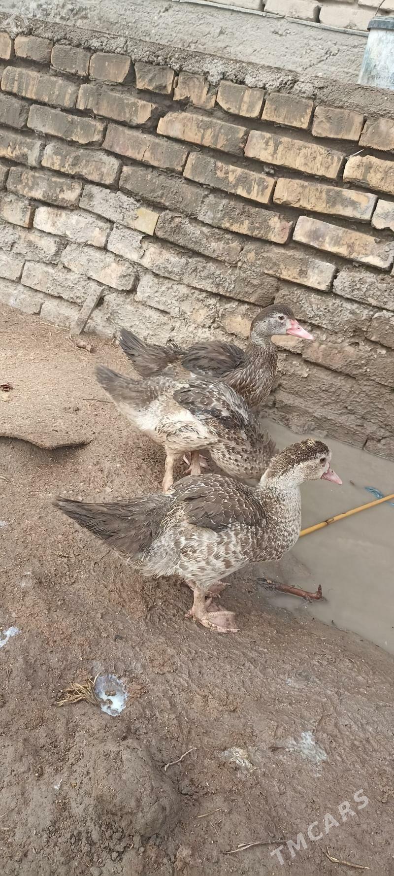 индушка - Дашогуз - img 1