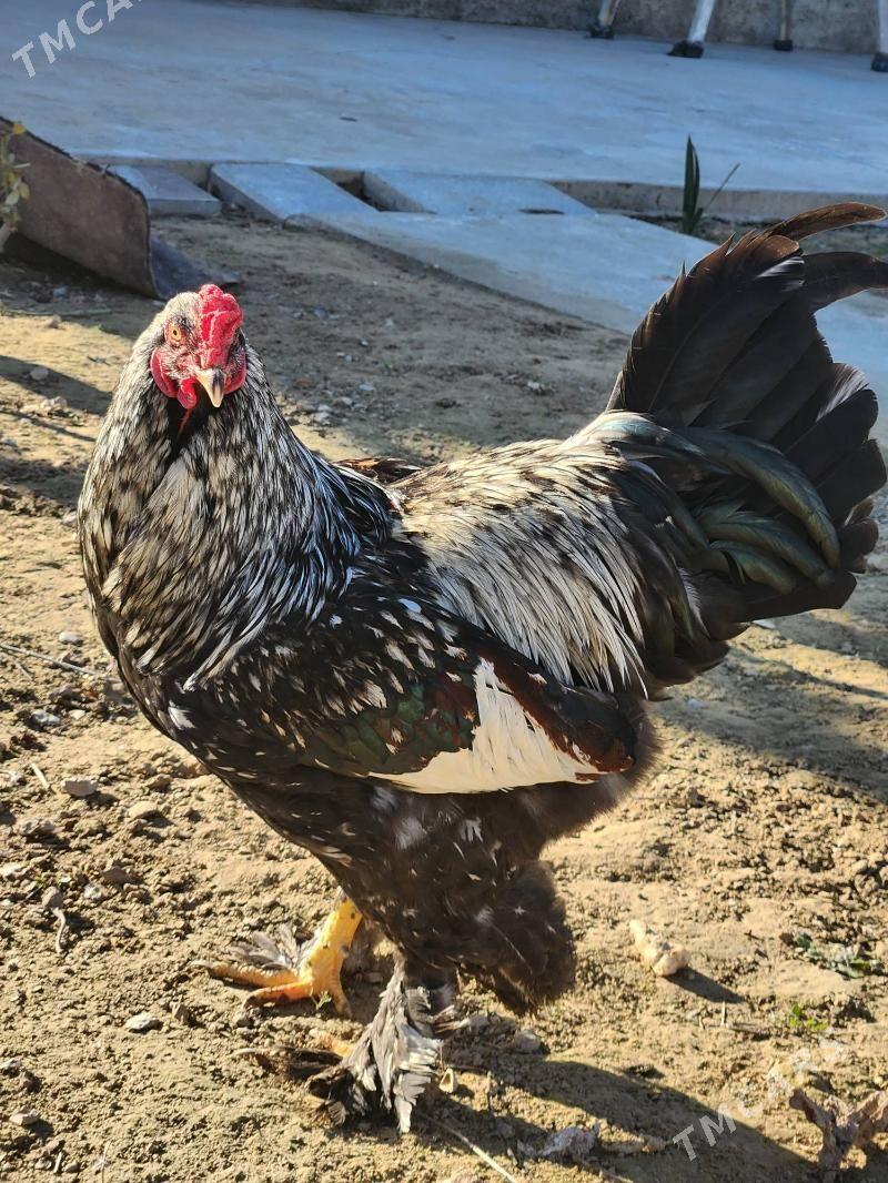 Horoz - Çoganly - img 1