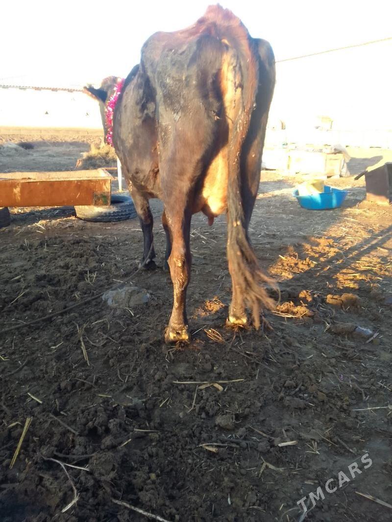 goleli sygyr - Бабадайхан - img 1