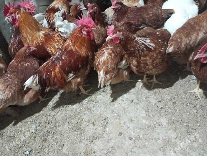 lohman brawun yumurtgasy - Гызыларбат - img 1