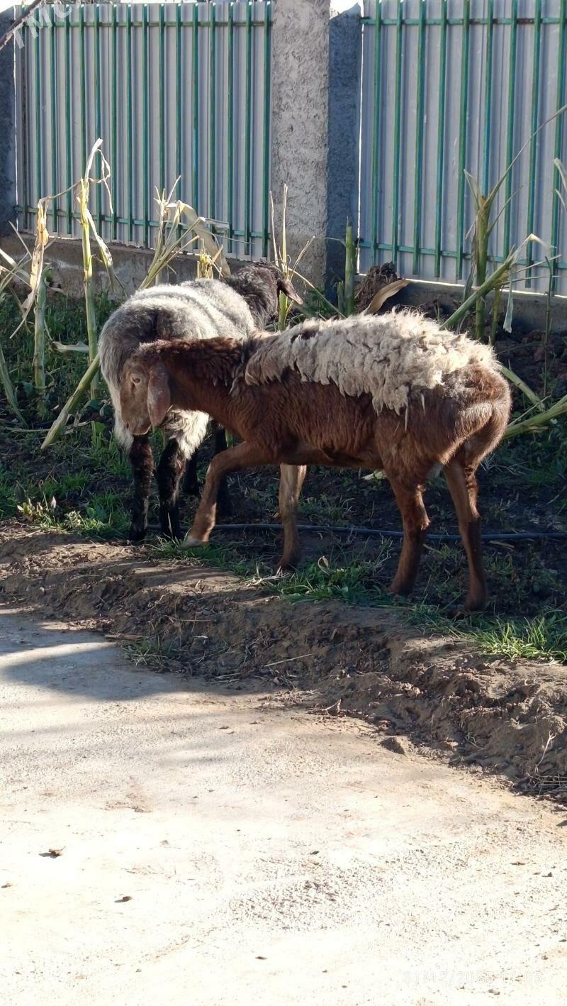 GİSAR GOÝUNLAR. - Aşgabat - img 1