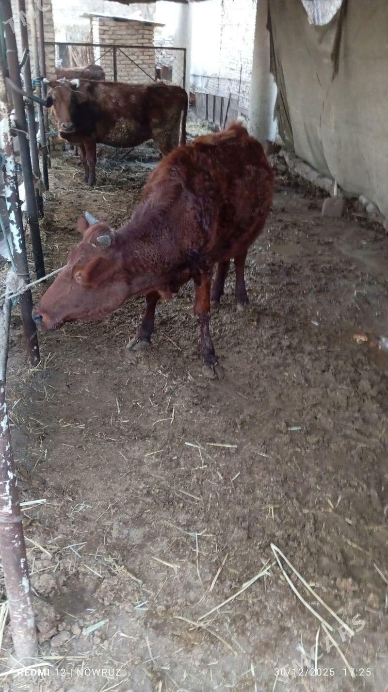 boğaz sygyr - Sakar - img 1