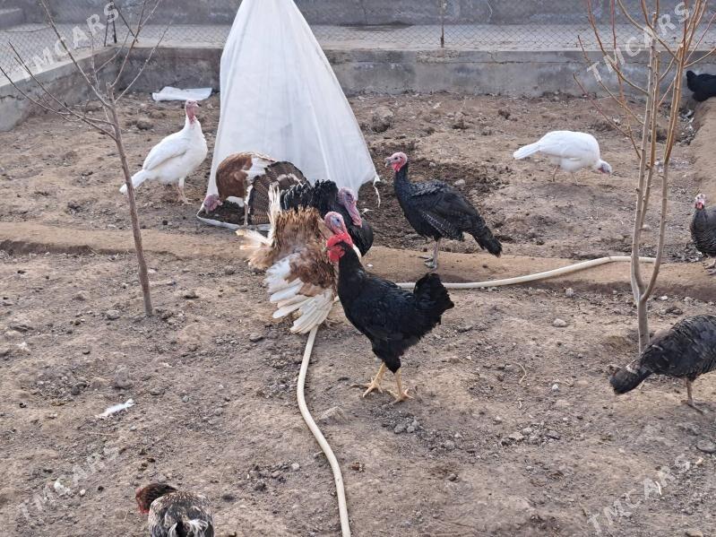 гигант - Туркменабат - img 1