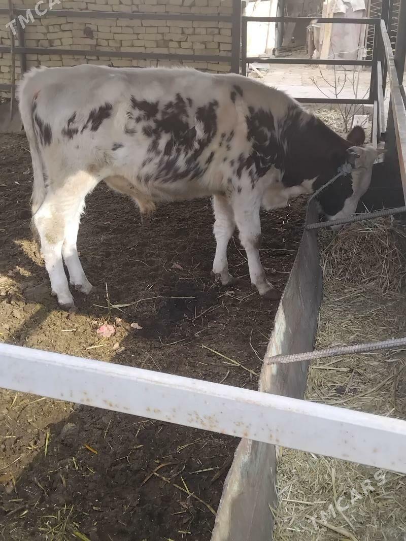 yash okuz - Туркменабат - img 1