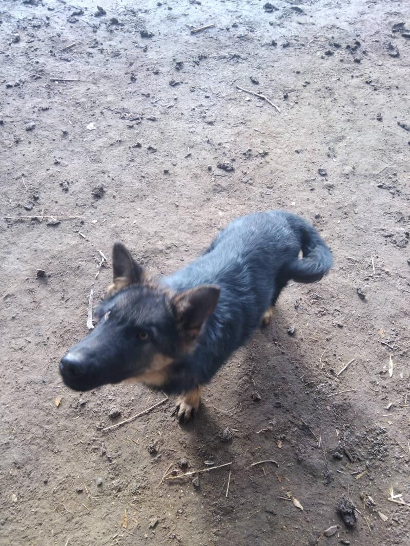 Рекс - Gubadag - img 1