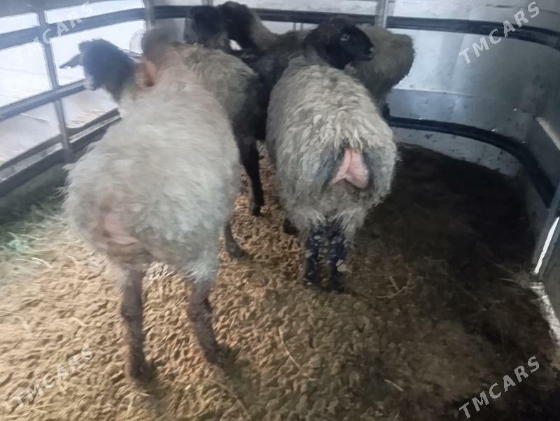 issek goyun,garakol - Aşgabat - img 1