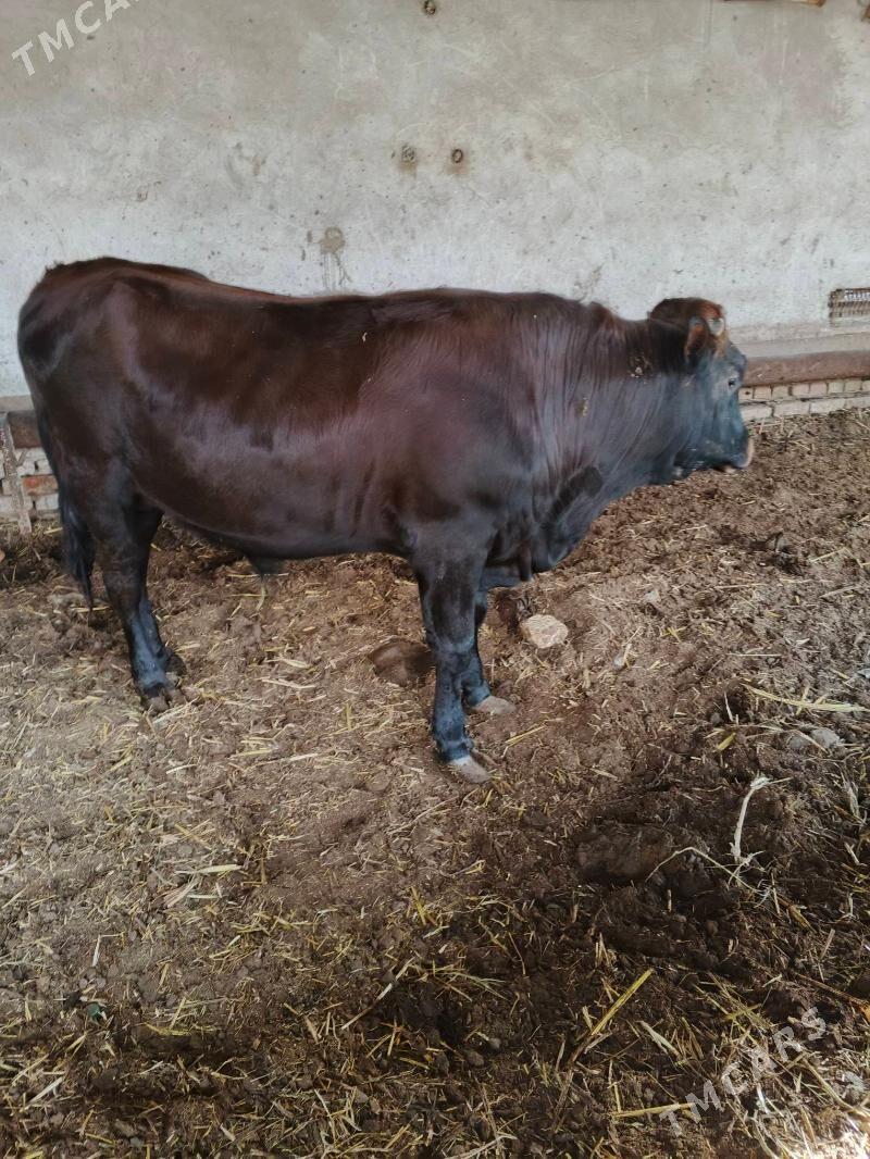 okuz - Туркменабат - img 1