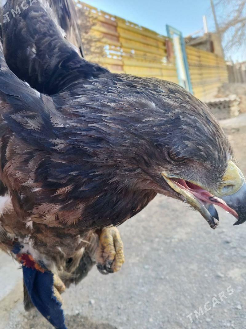 yyrtyjy gus burgut - Gyzylarbat - img 1