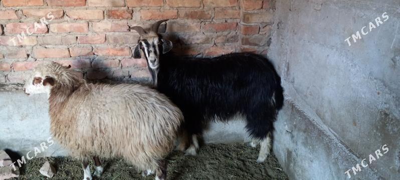 гечи токлы - Бахарден - img 1