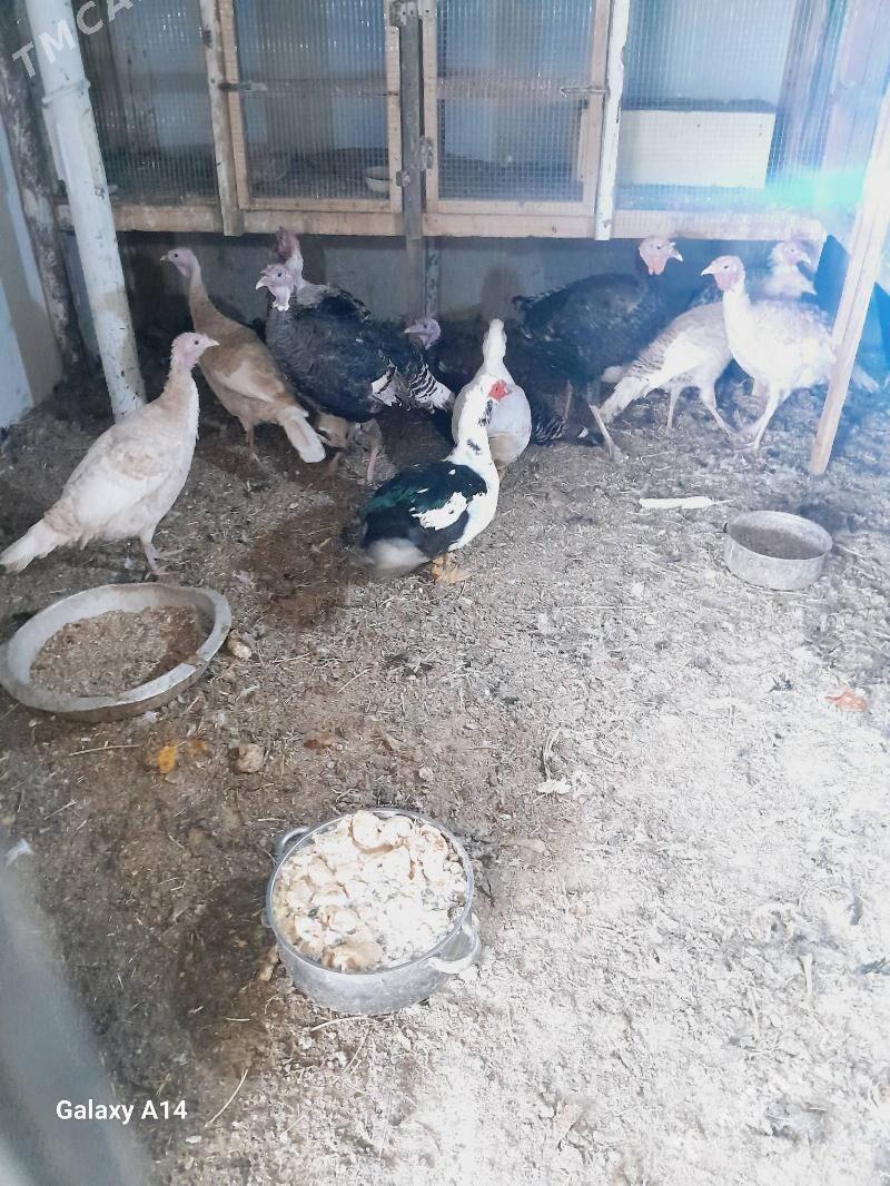 induk - Туркменабат - img 1