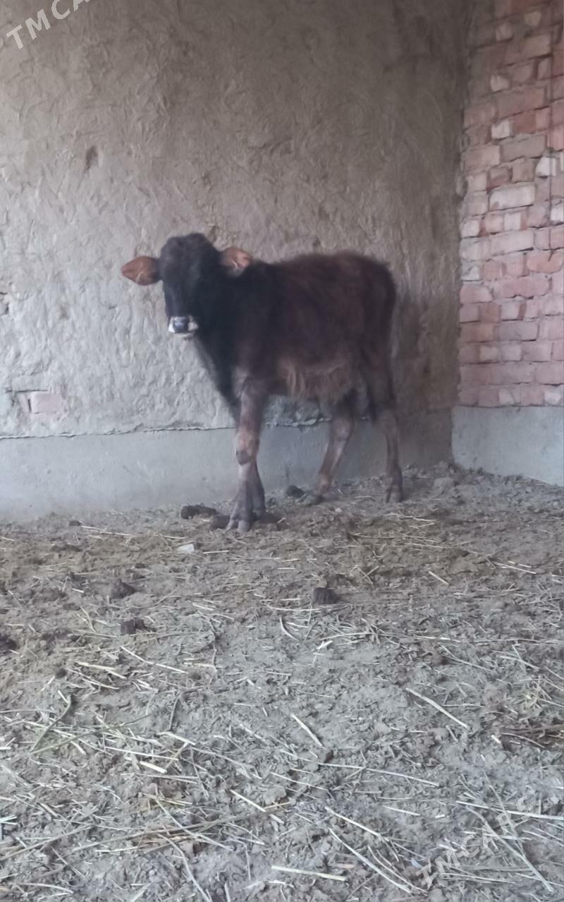 ökuz - Bäherden - img 1