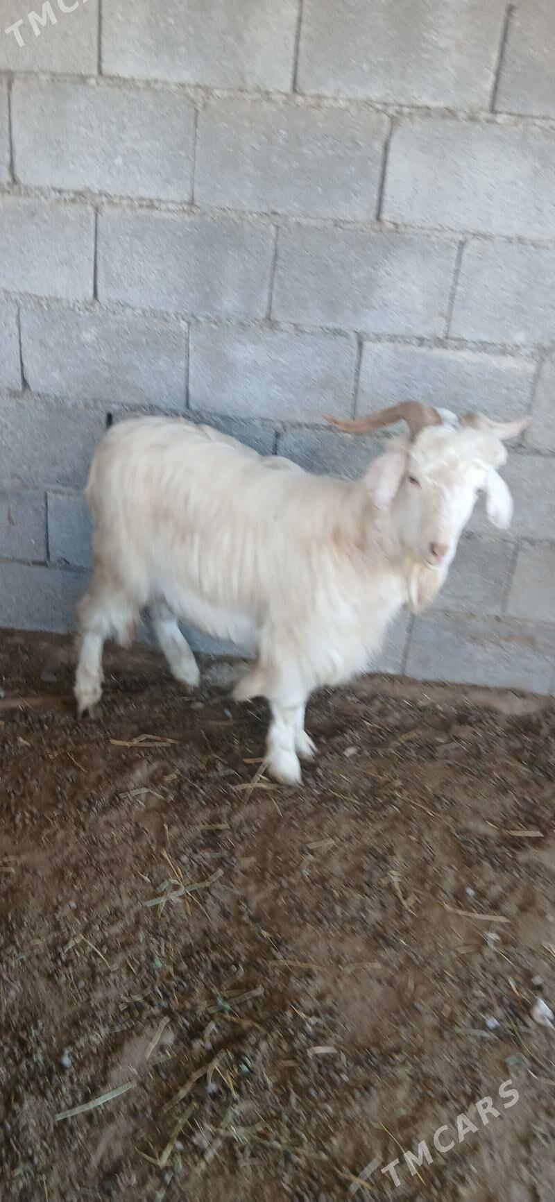 ak teke - Gökje - img 1